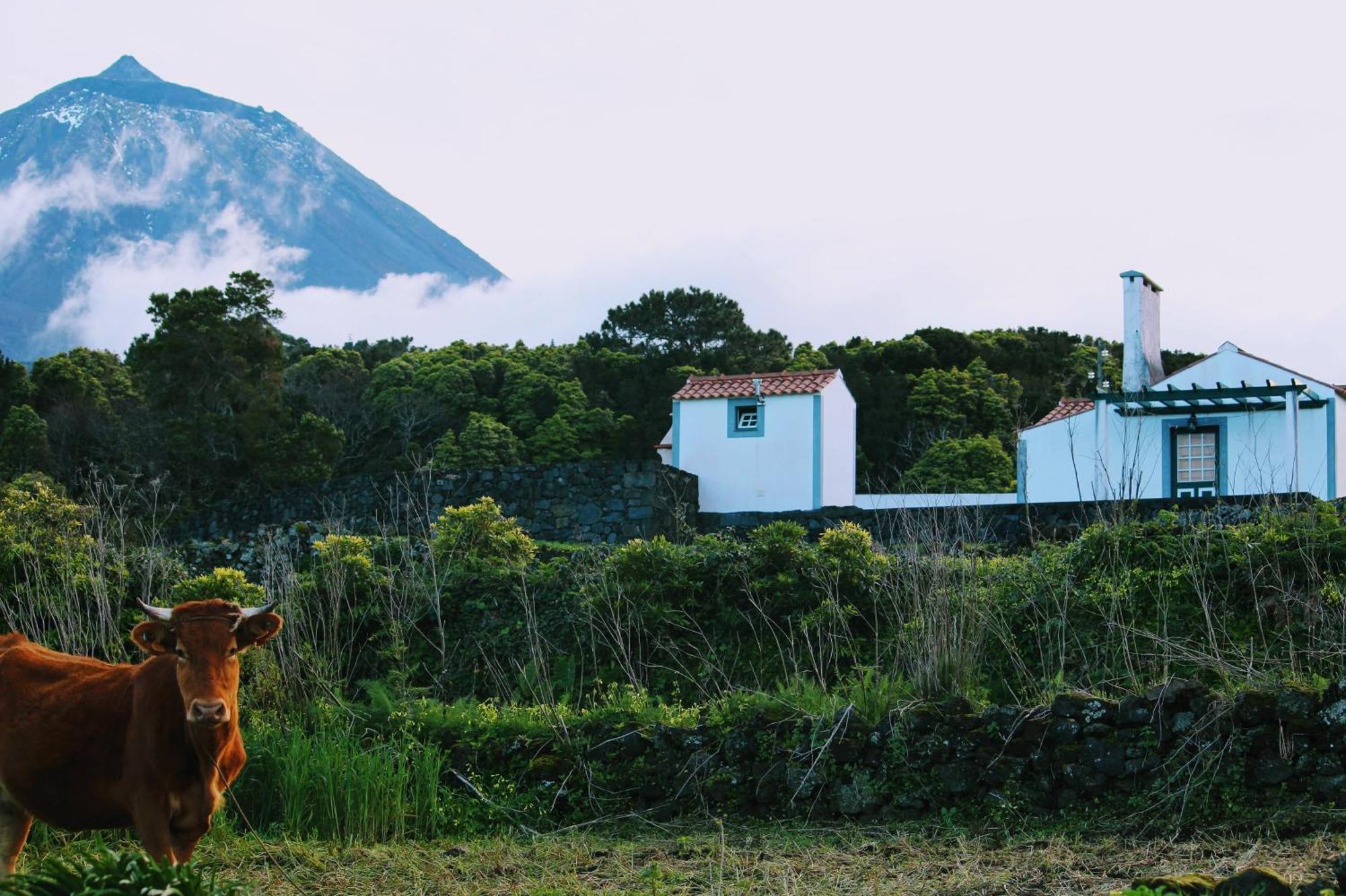 Villa Casa Do Paim à São Roque do Pico Extérieur photo